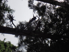 Arceuthobium tsugense