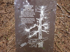 Arceuthobium tsugense