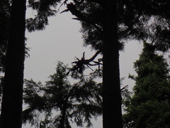 Arceuthobium tsugense