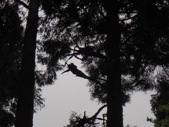 Arceuthobium tsugense