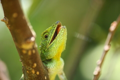 Diploderma polygonatum polygonatum