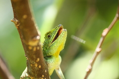 Diploderma polygonatum polygonatum