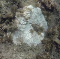 Montipora capitata