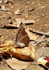Tanaecia pelea