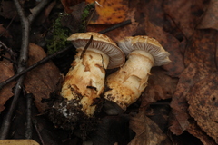 Cortinarius triumphans