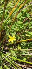 Oxalis rubens