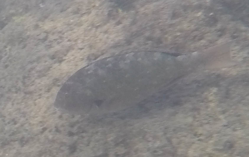 Carolines parrotfish