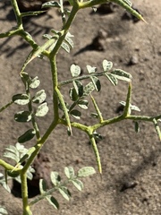 Psorothamnus kingii
