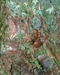 Cephalotes clypeatus