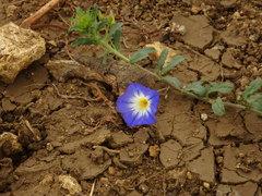 Convolvulus tricolor