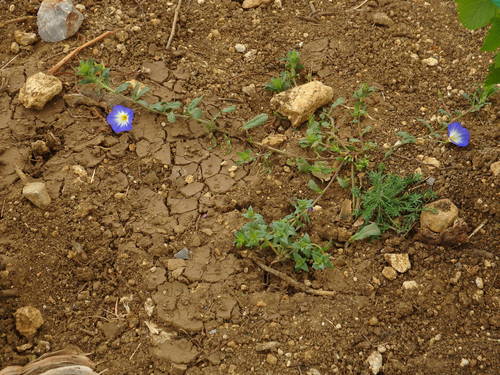 Convolvulus tricolor