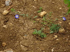 Convolvulus tricolor