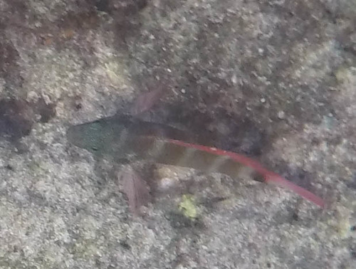 Cirrhitops fasciatus