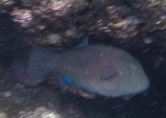 Canthigaster amboinensis
