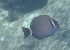 Acanthurus leucopareius