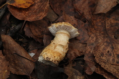 Cortinarius triumphans