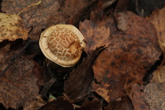 Cortinarius triumphans