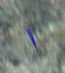 Labroides phthirophagus