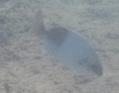 Kyphosus hawaiiensis