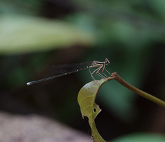 Pseudocopera