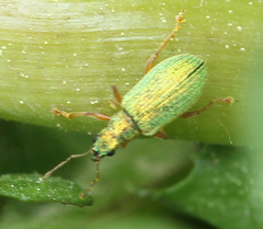 Polydrusus pterygomalis