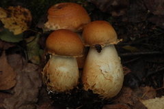 Cortinarius triumphans