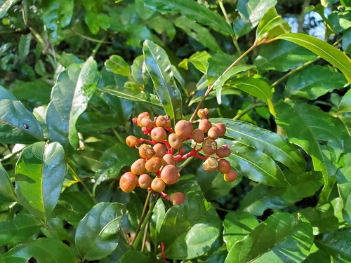 Leea guineensis image