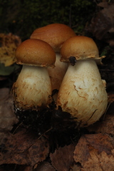 Cortinarius triumphans