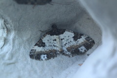 Melanthia procellata