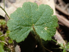 Hydrocotyle laxiflora