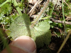 Hydrocotyle laxiflora
