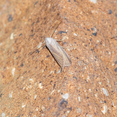 Prionopterina grammatistis