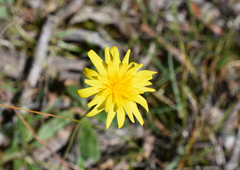 Microseris walteri
