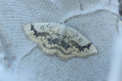 Cyclophora annularia