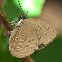 Arhopala aida