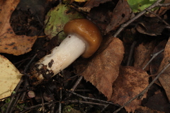 Cortinarius collinitus