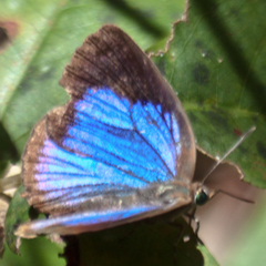 Arhopala aida