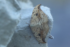 Drepana falcataria