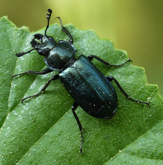 Platycerus