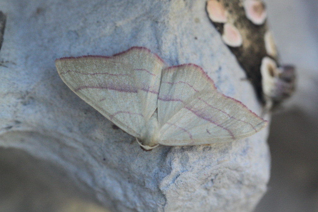 common pink-barred
