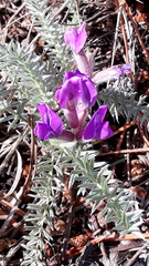 Oxytropis lanata