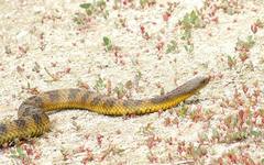 Notechis scutatus scutatus