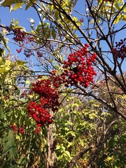 Sambucus kamtschatica