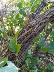 Sambucus kamtschatica