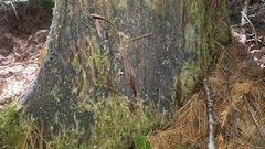 Protopannaria pezizoides