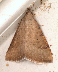 Madope auferens