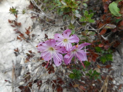 Rhodothamnus chamaecistus