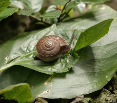Quantula