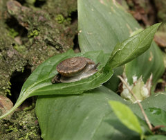 Quantula