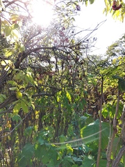 Sambucus kamtschatica